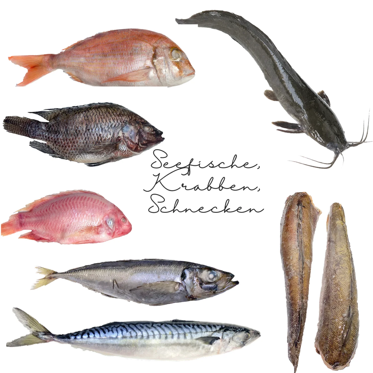 Fantas Afro corner - Fisch Flyer